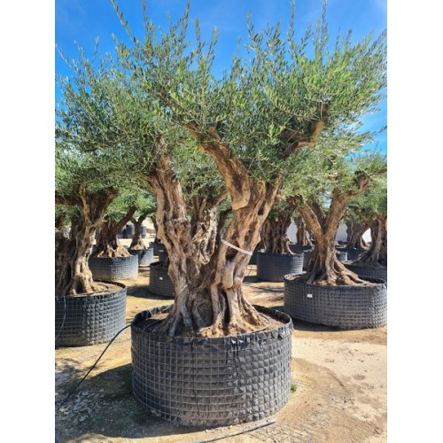 Olea tronco viejo selección circunf. 160/180 CTM
